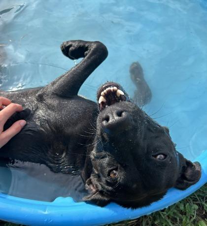 Enlarge Rocksteady, a Adoptable mixed breed in San Antonio, TX image 3/6