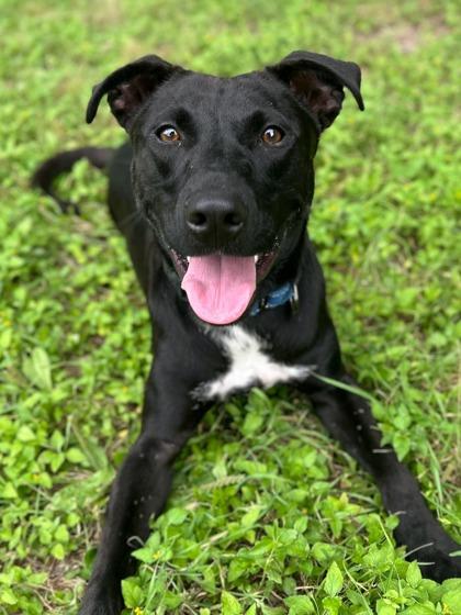 Enlarge Rocksteady, a Adoptable mixed breed in San Antonio, TX image 3/6