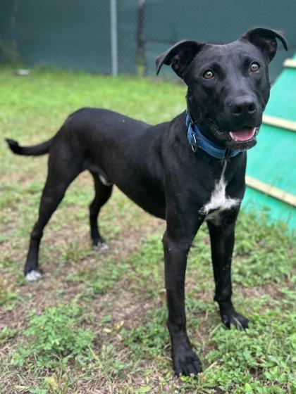 Enlarge Rocksteady, a Adoptable mixed breed in San Antonio, TX image 6/6