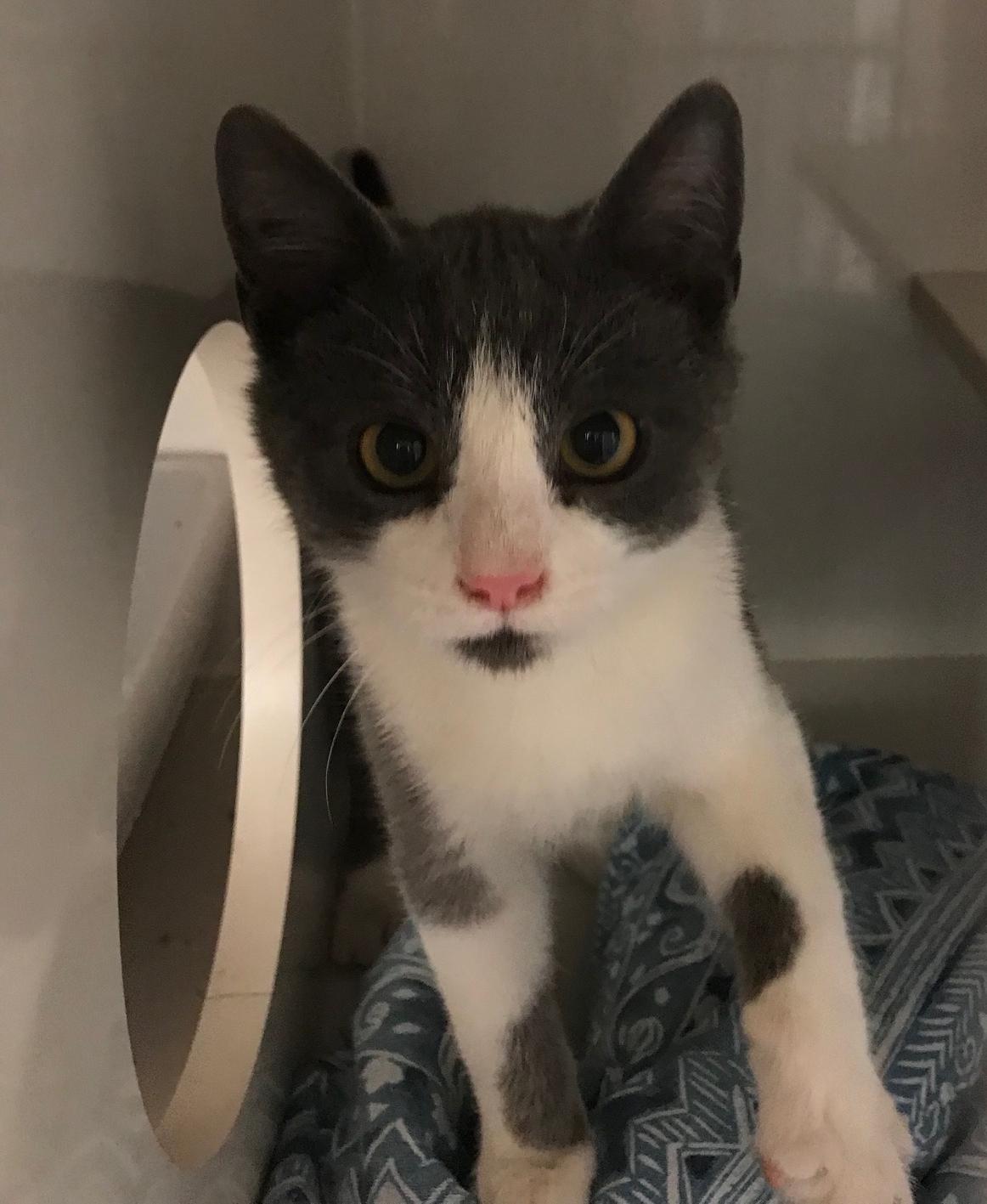 Enlarge Beavus, a ADOPTABLE Domestic Short Hair in Arthurette, NB image 1/1