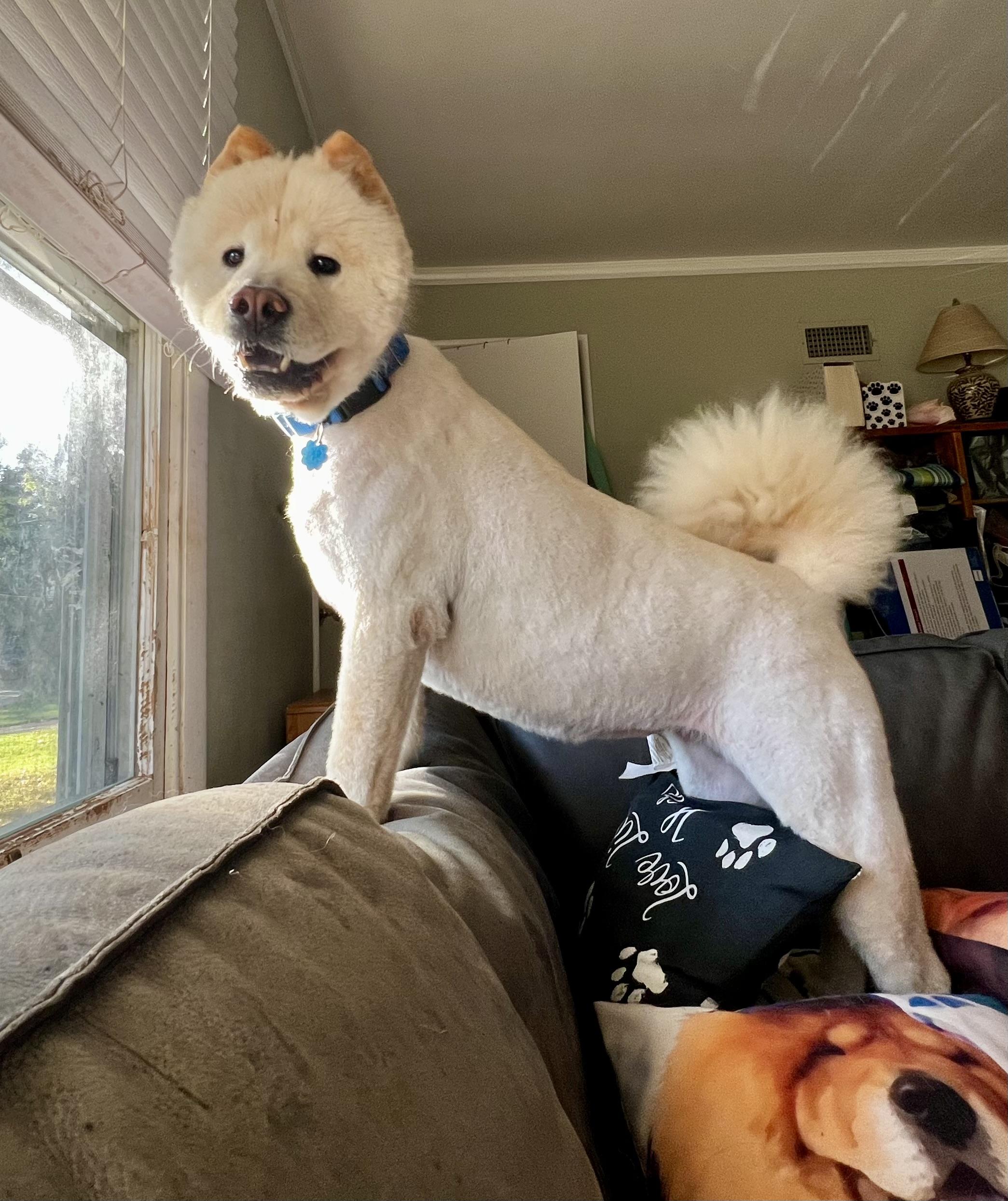 Enlarge Pancake, a Adopted Chow Chow in Saint Louis, MO image 3/6