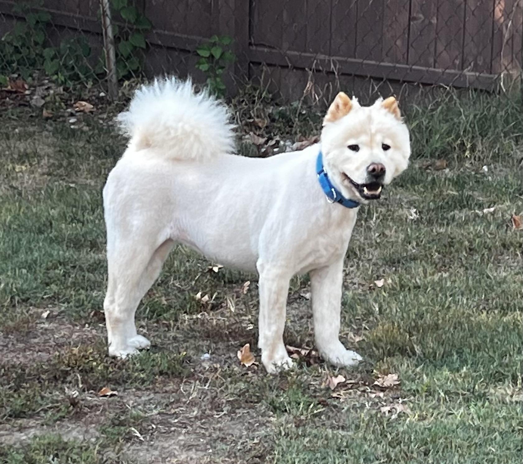 Enlarge Pancake, a Adopted Chow Chow in Saint Louis, MO image 5/6
