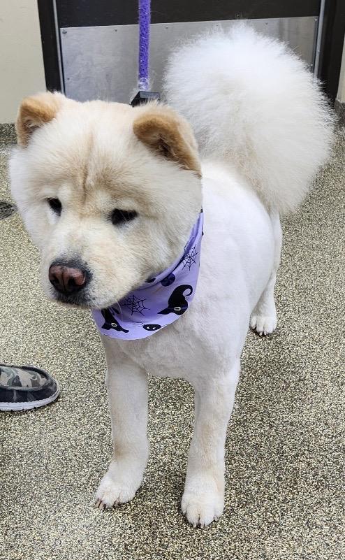 Enlarge Pancake, a Adopted Chow Chow in Saint Louis, MO image 1/6
