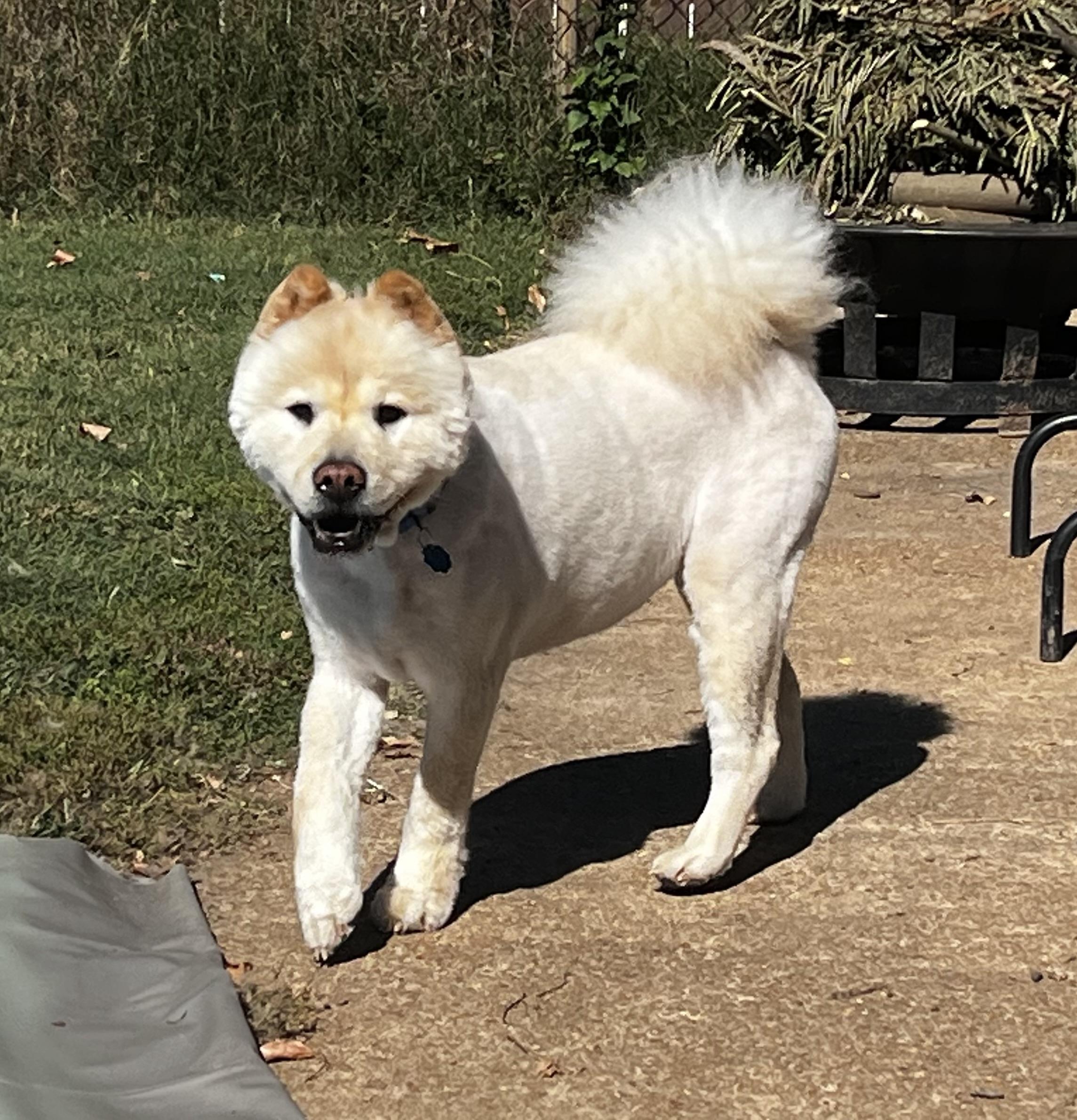 Enlarge Pancake, a Adopted Chow Chow in Saint Louis, MO image 2/6