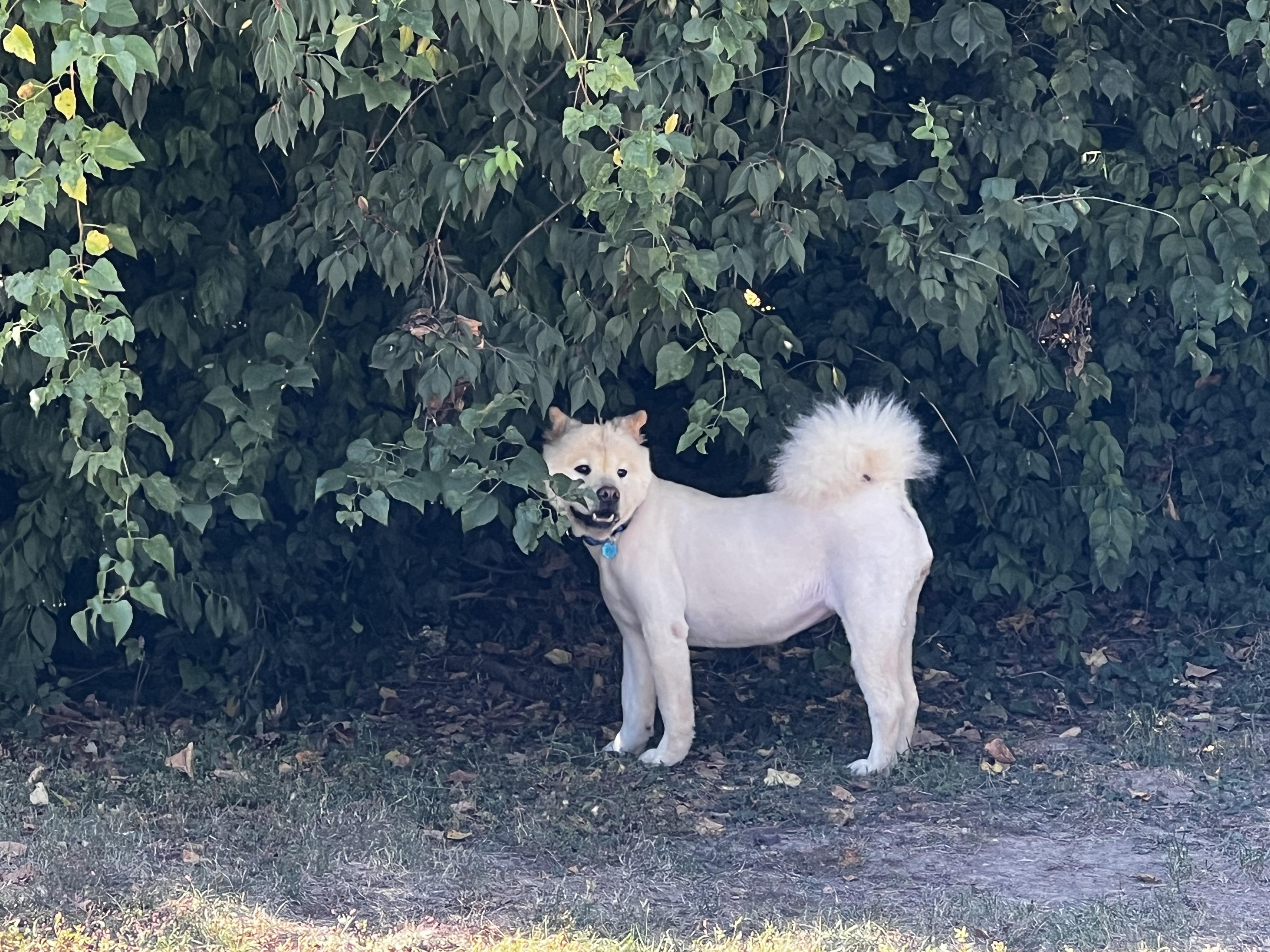 Enlarge Pancake, a Adopted Chow Chow in Saint Louis, MO image 4/6