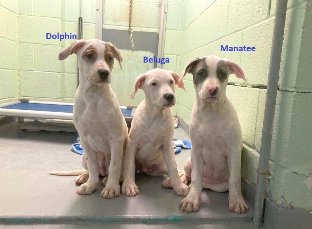 Beluga, a Adopted Mixed Breed in Durham, NC image 1/2