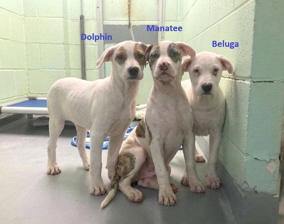 Beluga, a Adopted Mixed Breed in Durham, NC image 2/2