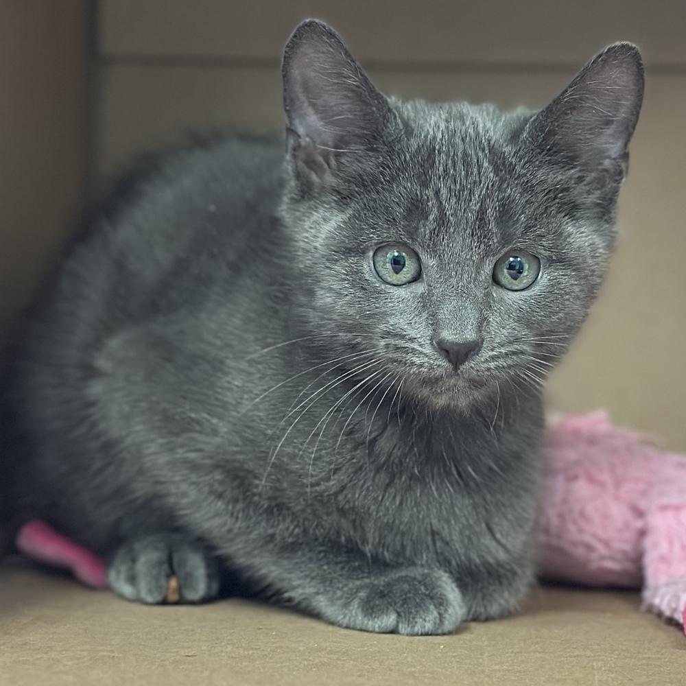 Enlarge Fender, a Adoptable mixed breed in Columbus, OH image 1/1