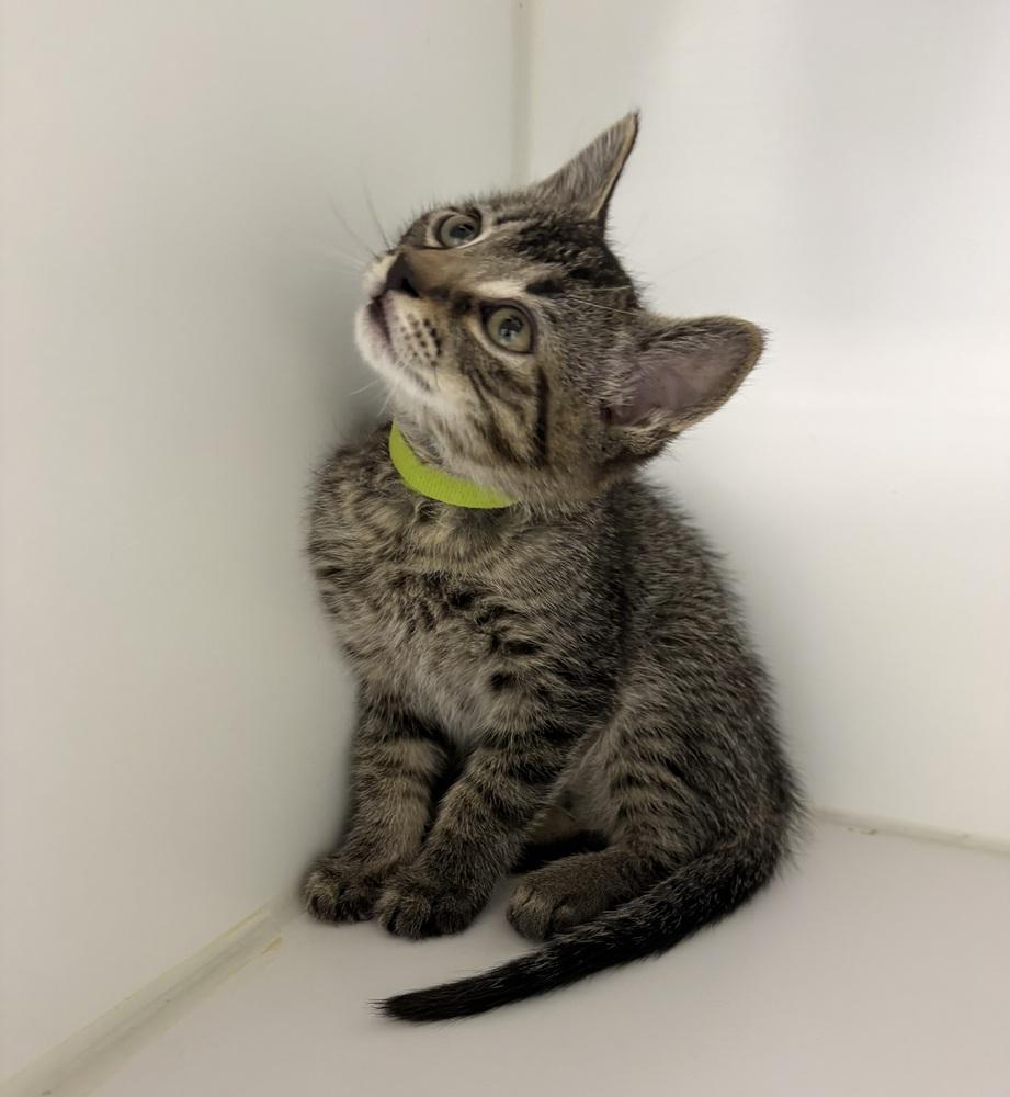 Enlarge Freddie ~ Available at PetSmart Warsaw, IN!, a Adoptable Domestic Short Hair in Rochester, IN image 1/1