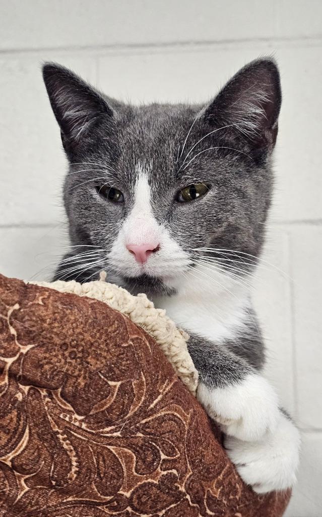 Holden / AC 27441 C, Adoptable, Young Male Domestic Medium Hair.