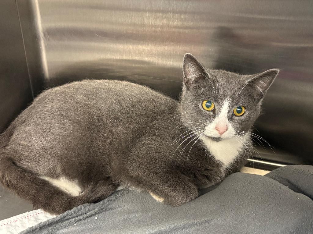 Holden / AC 27441 C, Adoptable, Young Male Domestic Medium Hair.