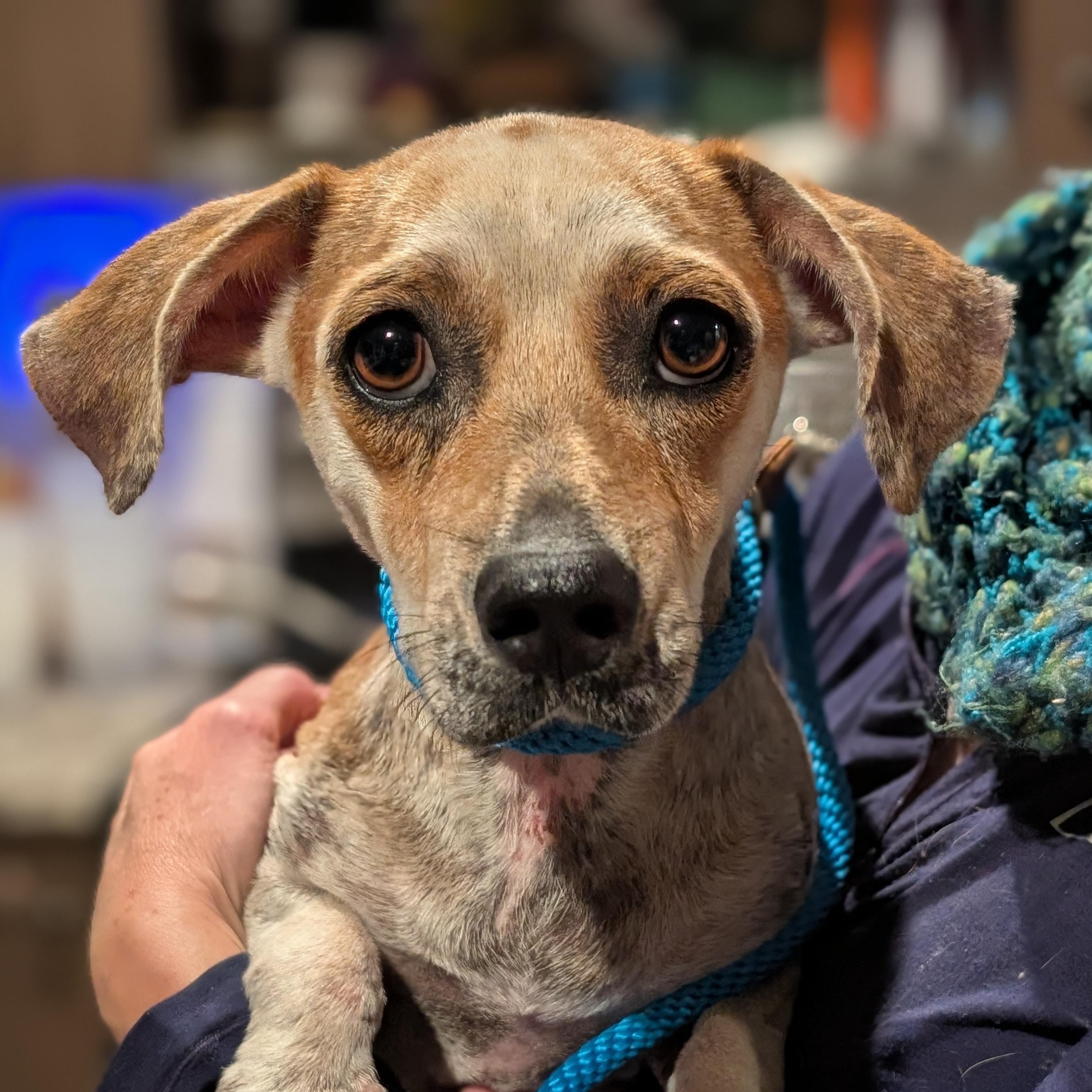Mama Mia, Adoptable, Adult Female Dachshund.