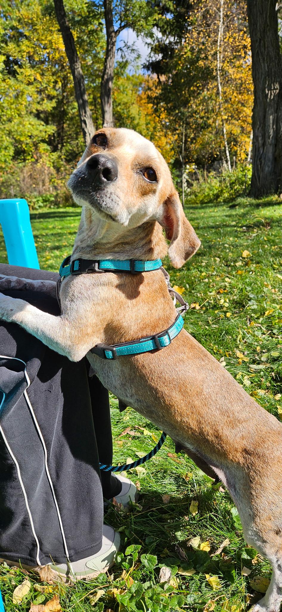Enlarge Mama Mia, a Adoptable mixed breed in Burlington, VT image 4/5