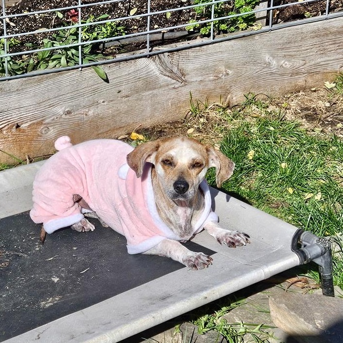 Enlarge Mama Mia, a Adoptable mixed breed in Burlington, VT image 3/5