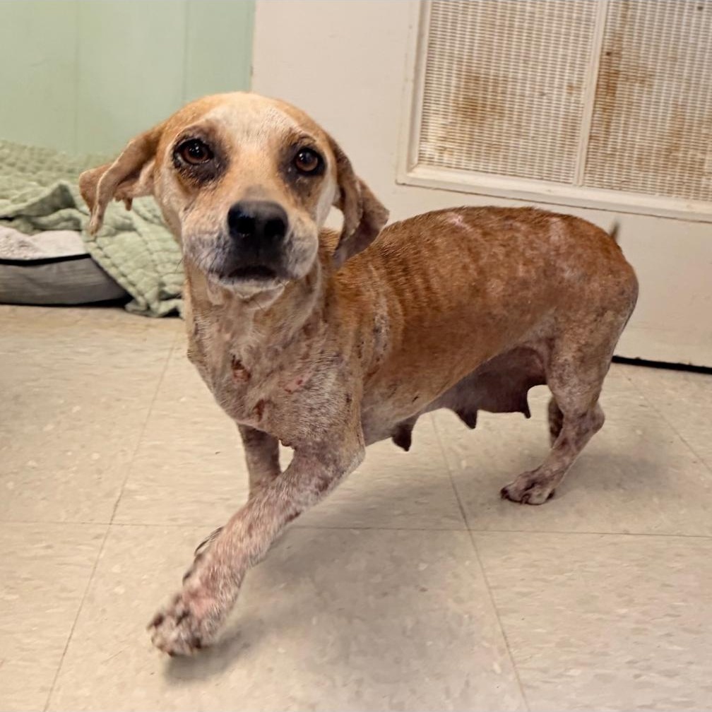 Enlarge Mama Mia, a Adoptable mixed breed in Burlington, VT image 2/5