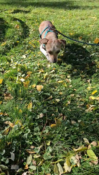 Enlarge Mama Mia, a Adoptable mixed breed in Burlington, VT video 5/5