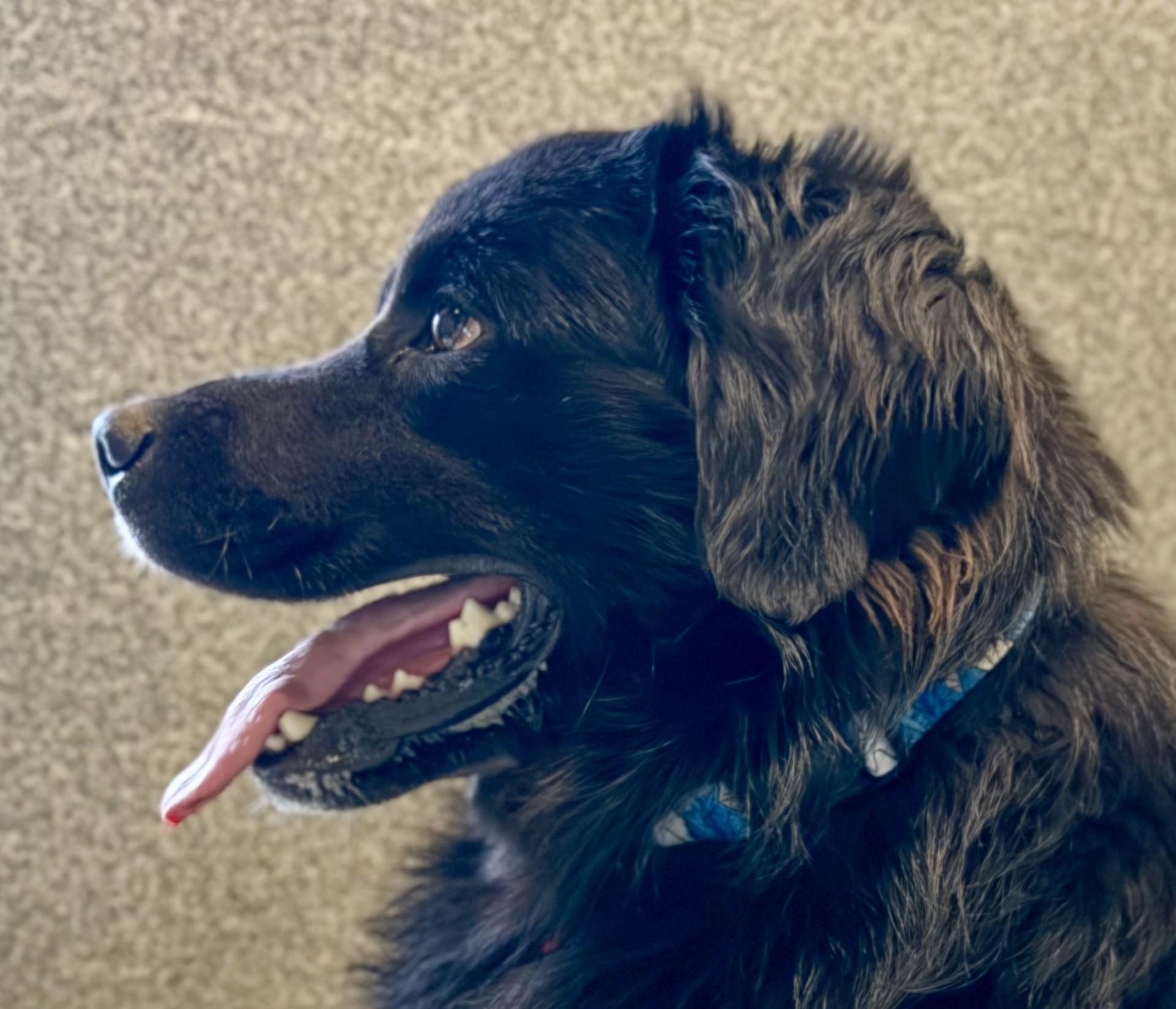 Hank, a ADOPTABLE mixed breed in Hamilton, MT image 6/6