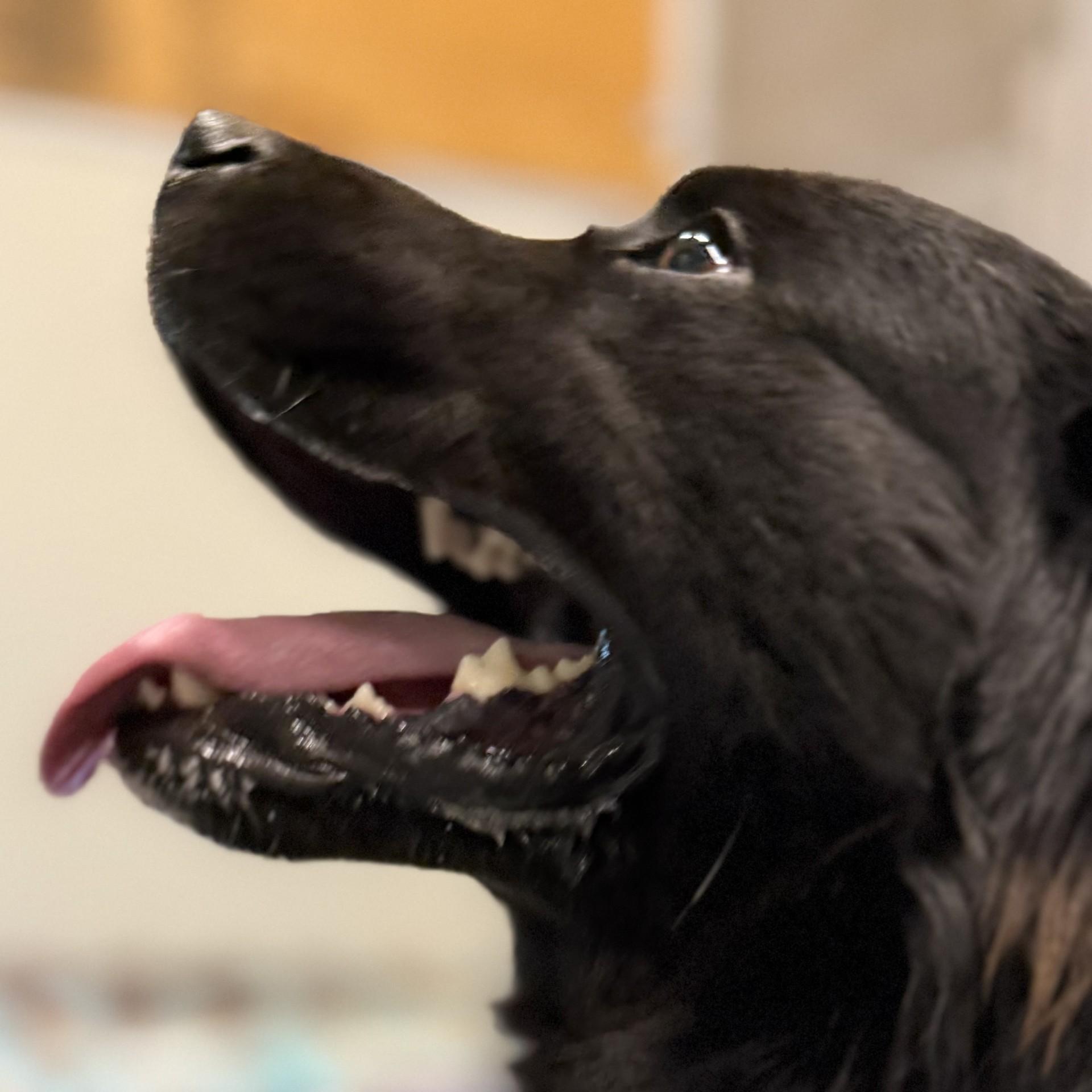 Hank, a ADOPTABLE mixed breed in Hamilton, MT image 4/6