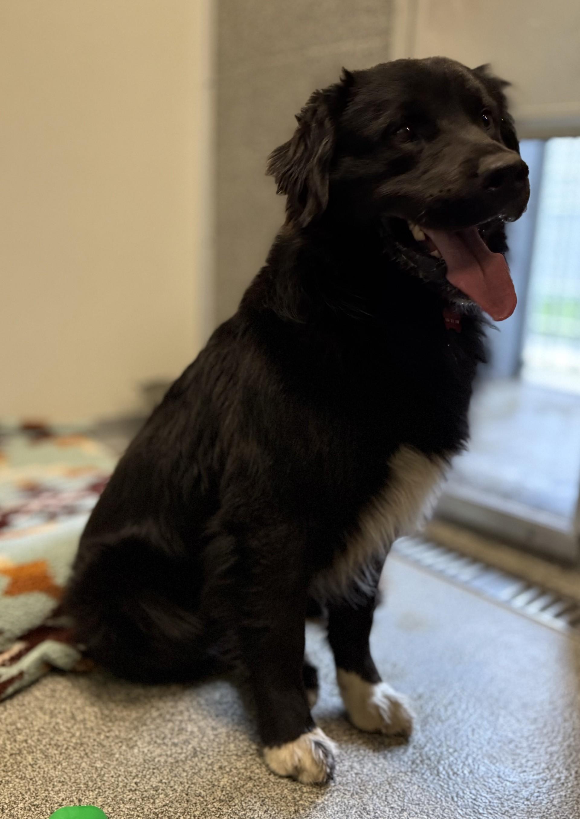 Hank, a ADOPTABLE mixed breed in Hamilton, MT image 3/6