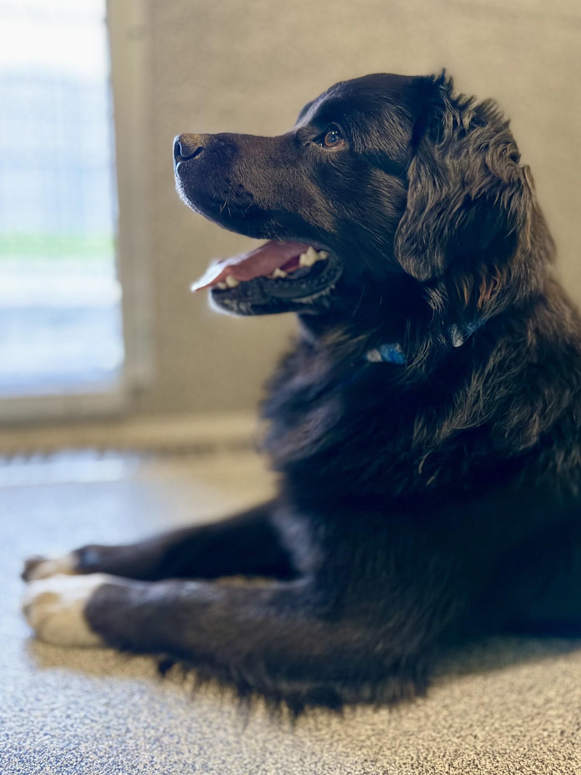 Hank, ADOPTABLE, Young Male Golden Retriever & Black Labrador Retriever.
