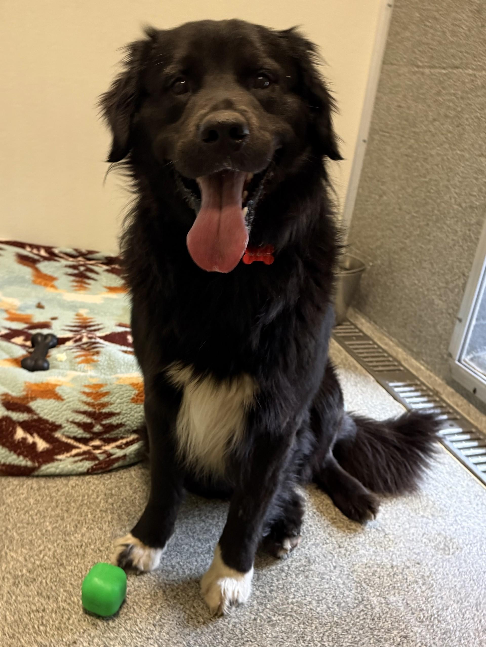 Hank, a ADOPTABLE mixed breed in Hamilton, MT image 2/6