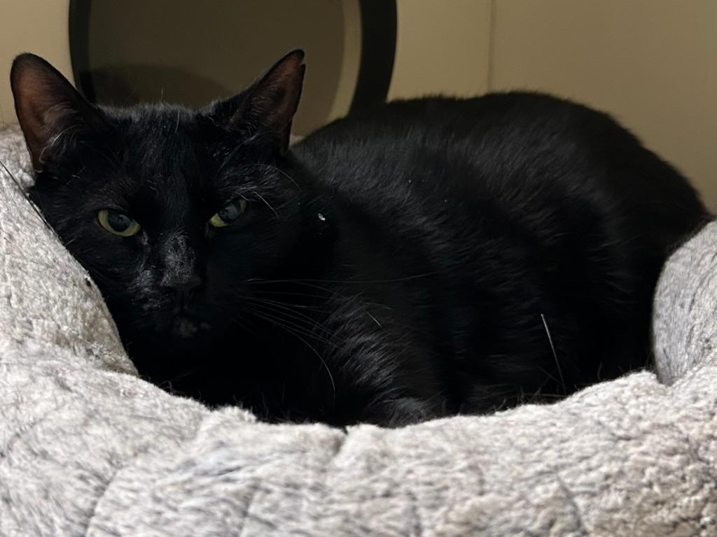 108-Emmie - in foster