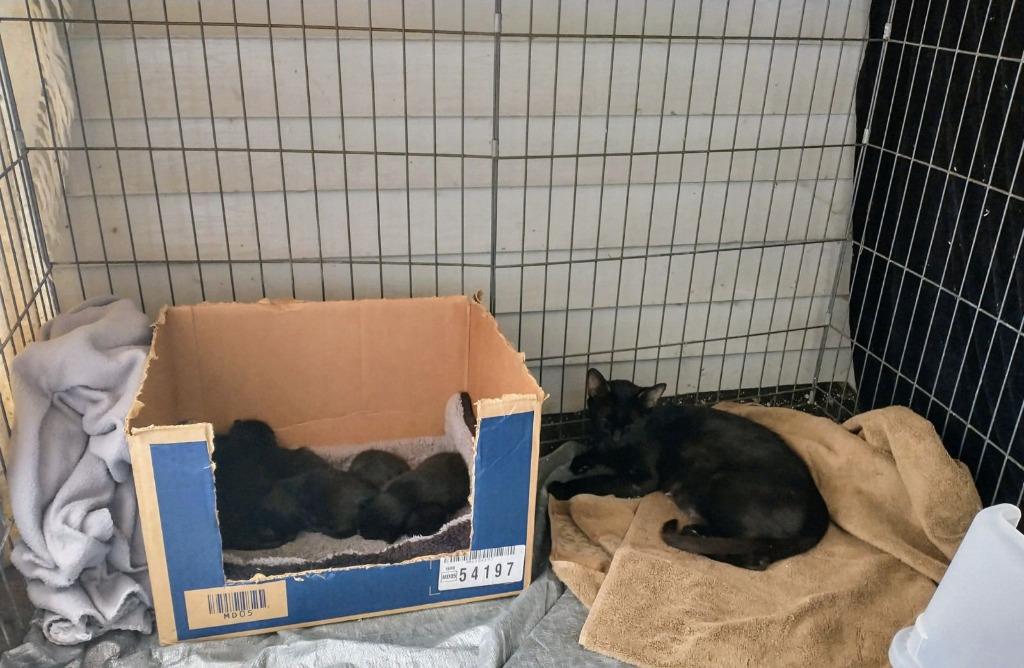 108-Emmie - in foster — thumbnail 2