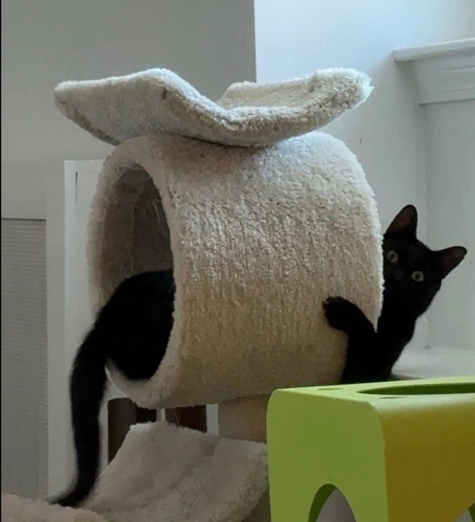 108-Emmie - in foster — thumbnail 3