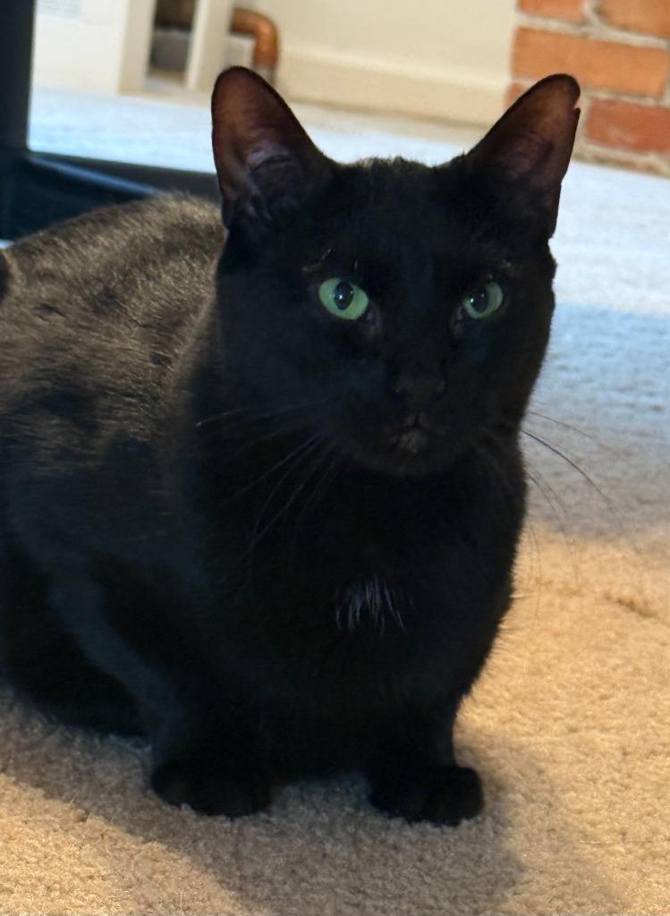 108-Emmie - in foster — thumbnail 4