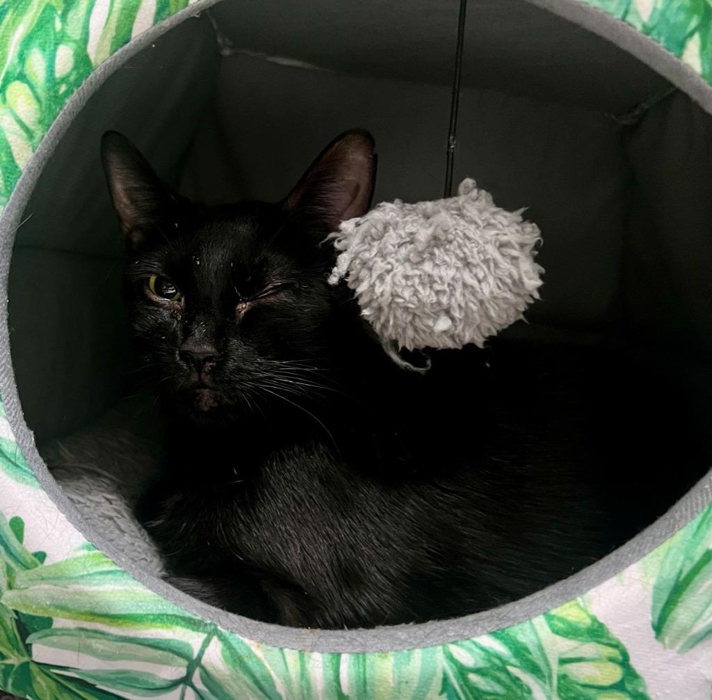 108-Emmie - in foster — thumbnail 5