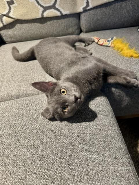 Enlarge Kitten: Empel *Must go with Umbra or to a home with another cat*, a Adoptable Domestic Short Hair in catonsville , MD image 1/3