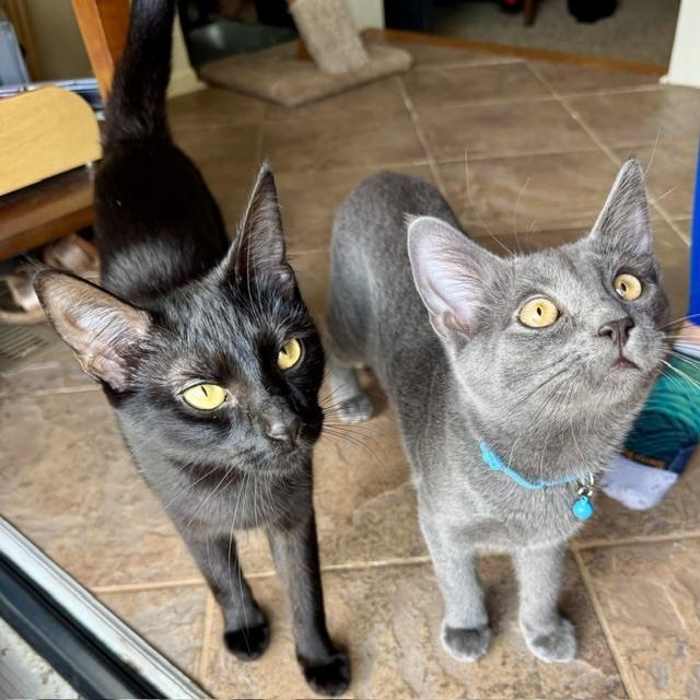 Enlarge Kitten: Empel *Must go with Umbra or to a home with another cat*, a Adoptable Domestic Short Hair in catonsville , MD image 2/3