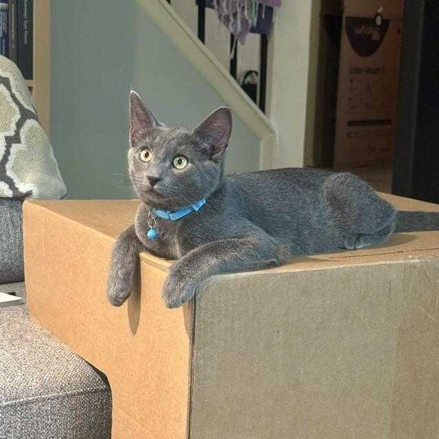 Enlarge Kitten: Empel *Must go with Umbra or to a home with another cat*, a Adoptable Domestic Short Hair in catonsville , MD image 3/3