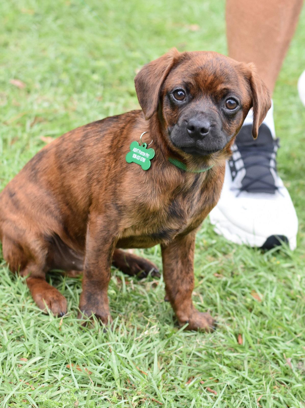 Enlarge Pugsley, a Adoptable mixed breed in Montgomery, TX image 1/3