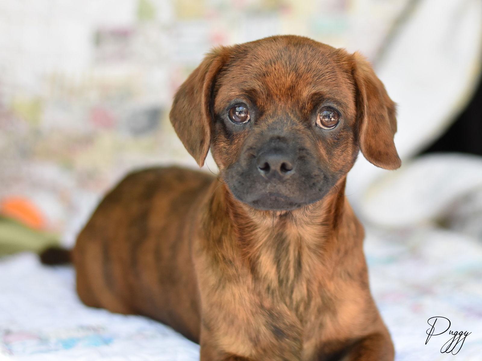 Enlarge Pugsley, a Adoptable mixed breed in Montgomery, TX image 3/3