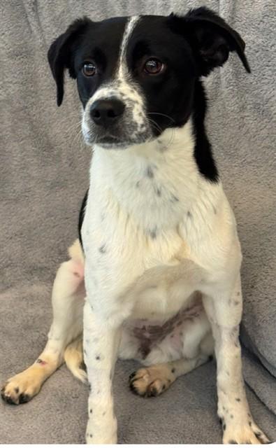 PENELOPE, Adoptable, Young Female Toy Fox Terrier & Mixed Breed.