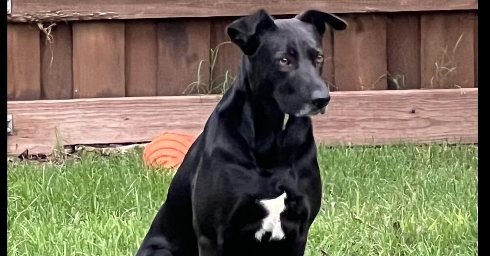 Grace, Adoptable, Adult Female Labrador Retriever & German Shepherd Dog.