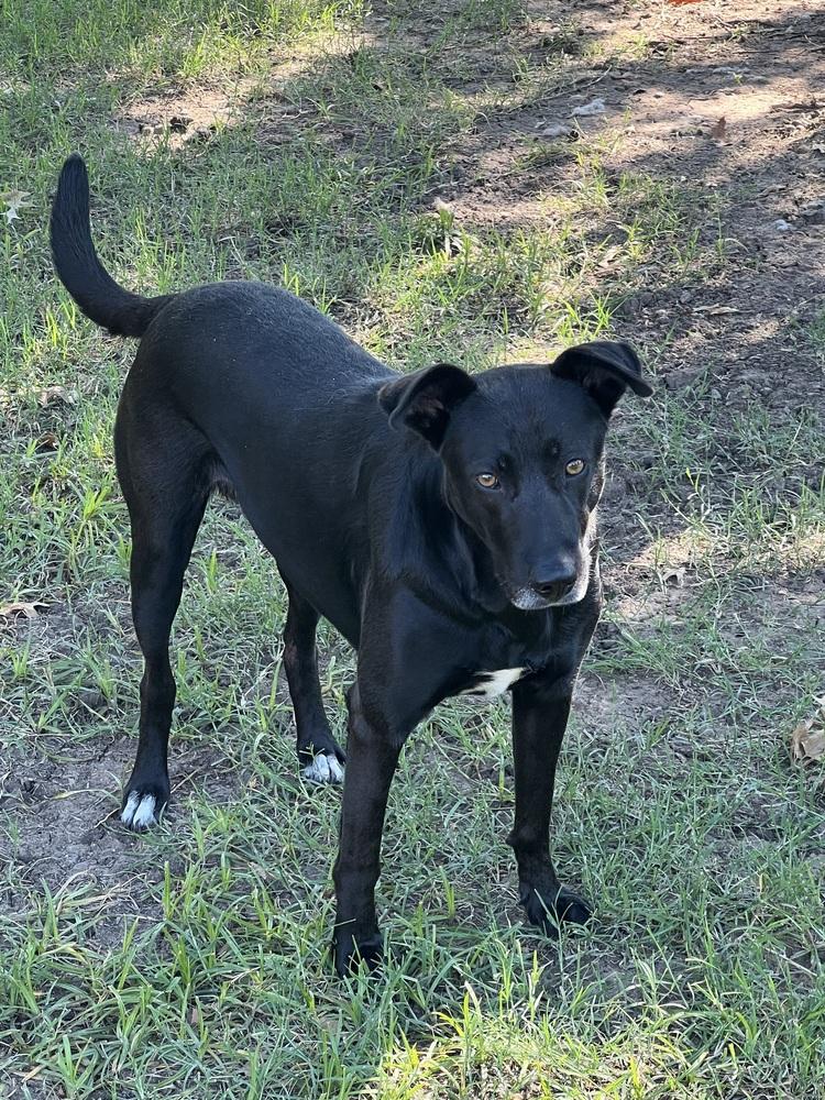 Grace, a Adoptable mixed breed in Frisco, TX image 2/3