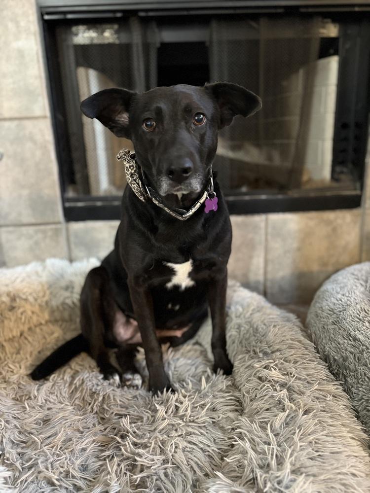 Grace, a Adoptable mixed breed in Frisco, TX image 3/3