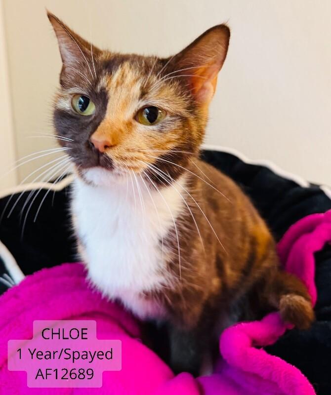 Chloe, Adoptable, Adult Female Domestic Short Hair.