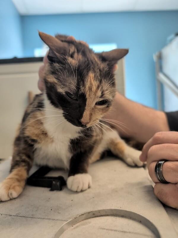 Enlarge Chloe, a Adoptable Domestic Short Hair in Supply, NC image 2/2