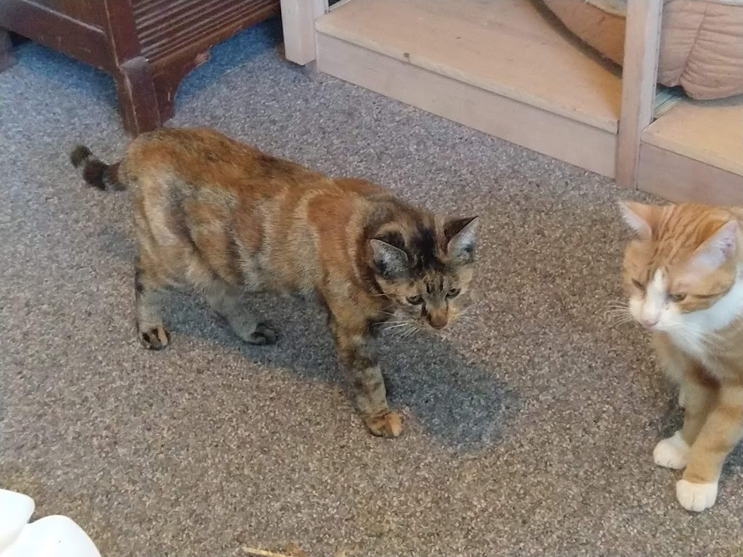 Enlarge SADIE, a Adoptable mixed breed in Choctaw, OK image 1/8