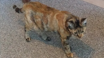 Enlarge SADIE, a Adoptable mixed breed in Choctaw, OK image 2/8