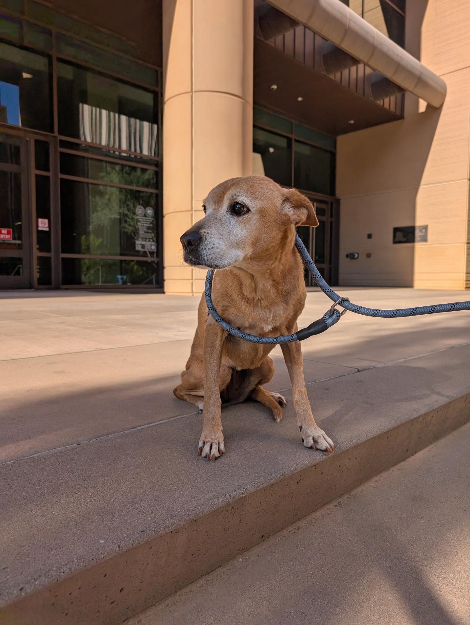 Terri 4118, adoptable, Senior Female Yellow Labrador Retriever.