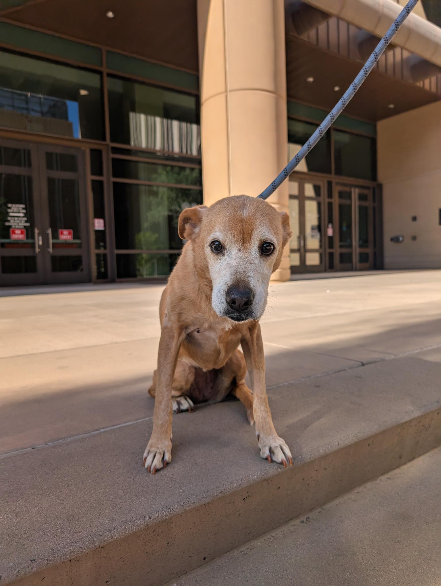 Terri 4118, an adoptable mixed breed in Phoenix, AZ image 2/4