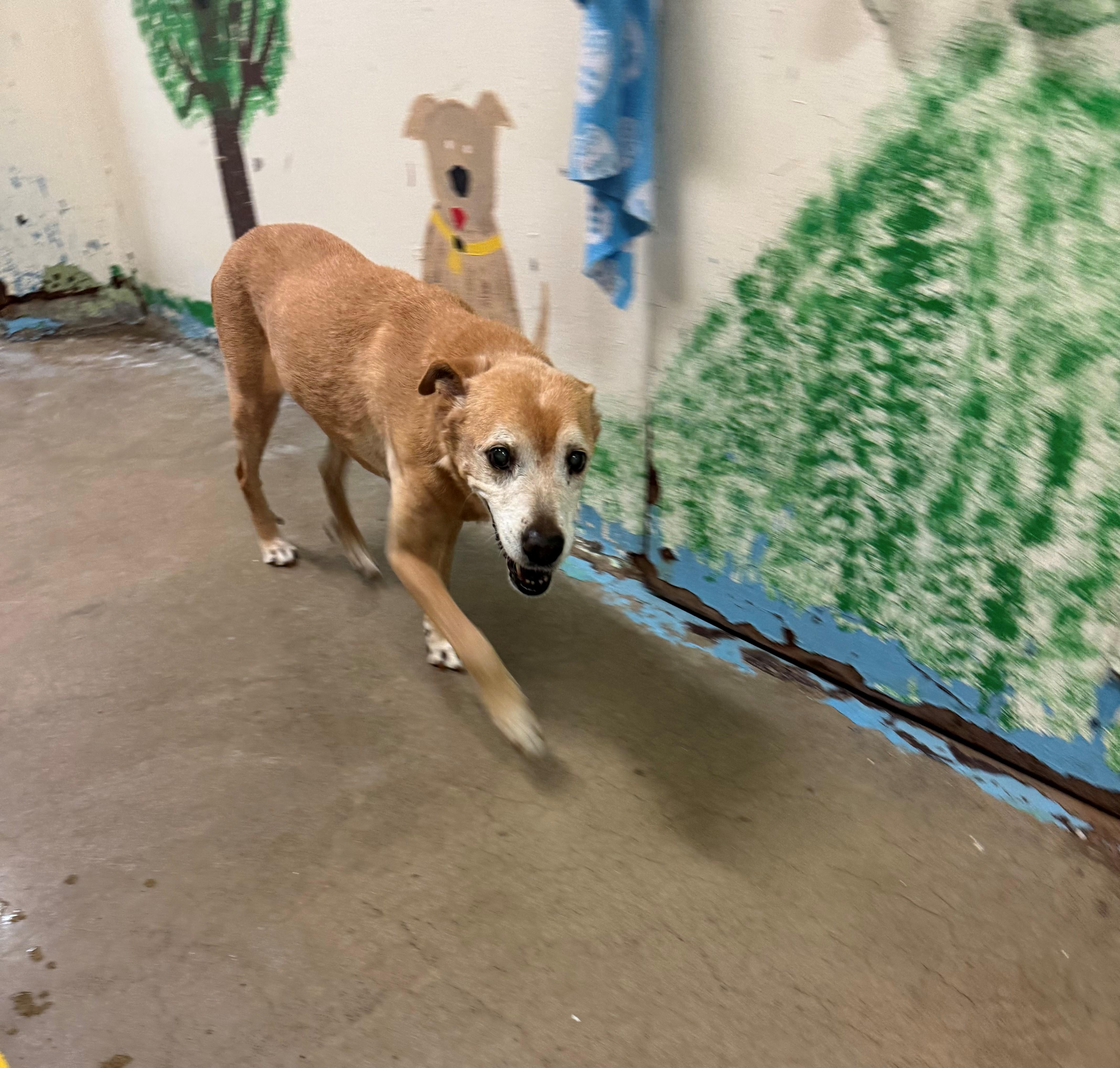 Terri 4118, an adoptable mixed breed in Phoenix, AZ image 3/4