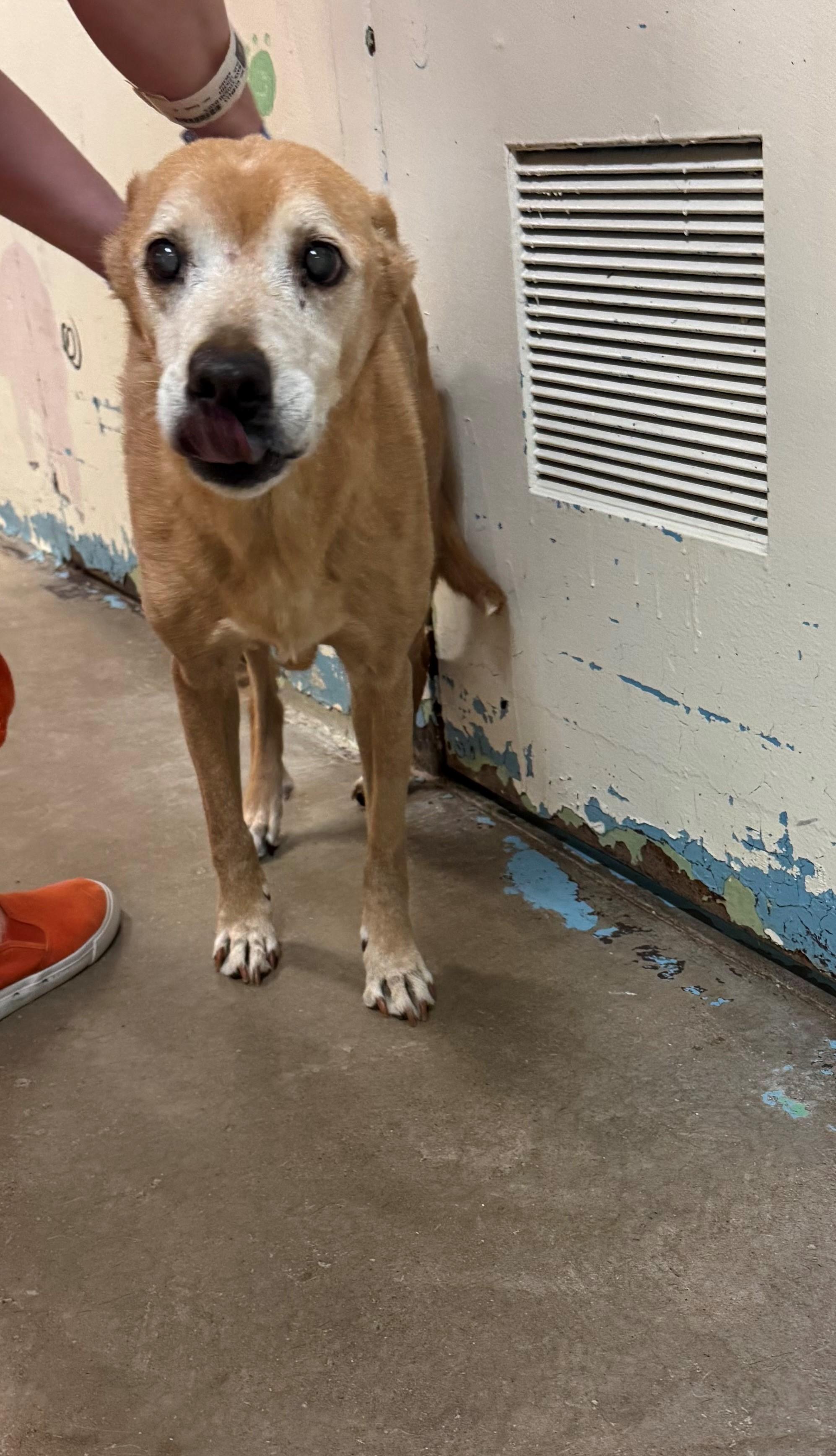 Terri 4118, an adoptable mixed breed in Phoenix, AZ image 4/4