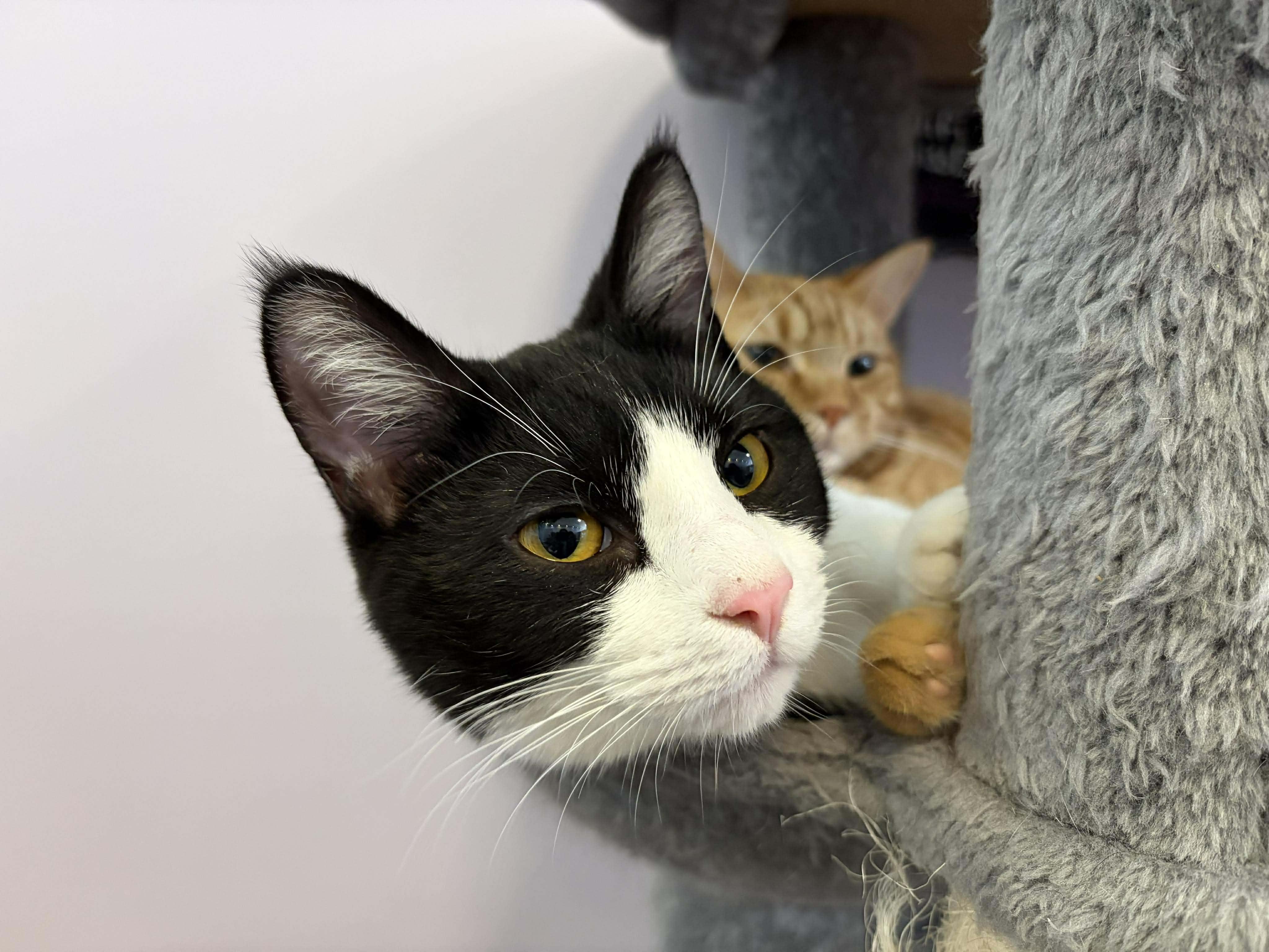 Enlarge Conrad (cat café) , a ADOPTABLE Domestic Short Hair in West Lafayette, IN image 5/6