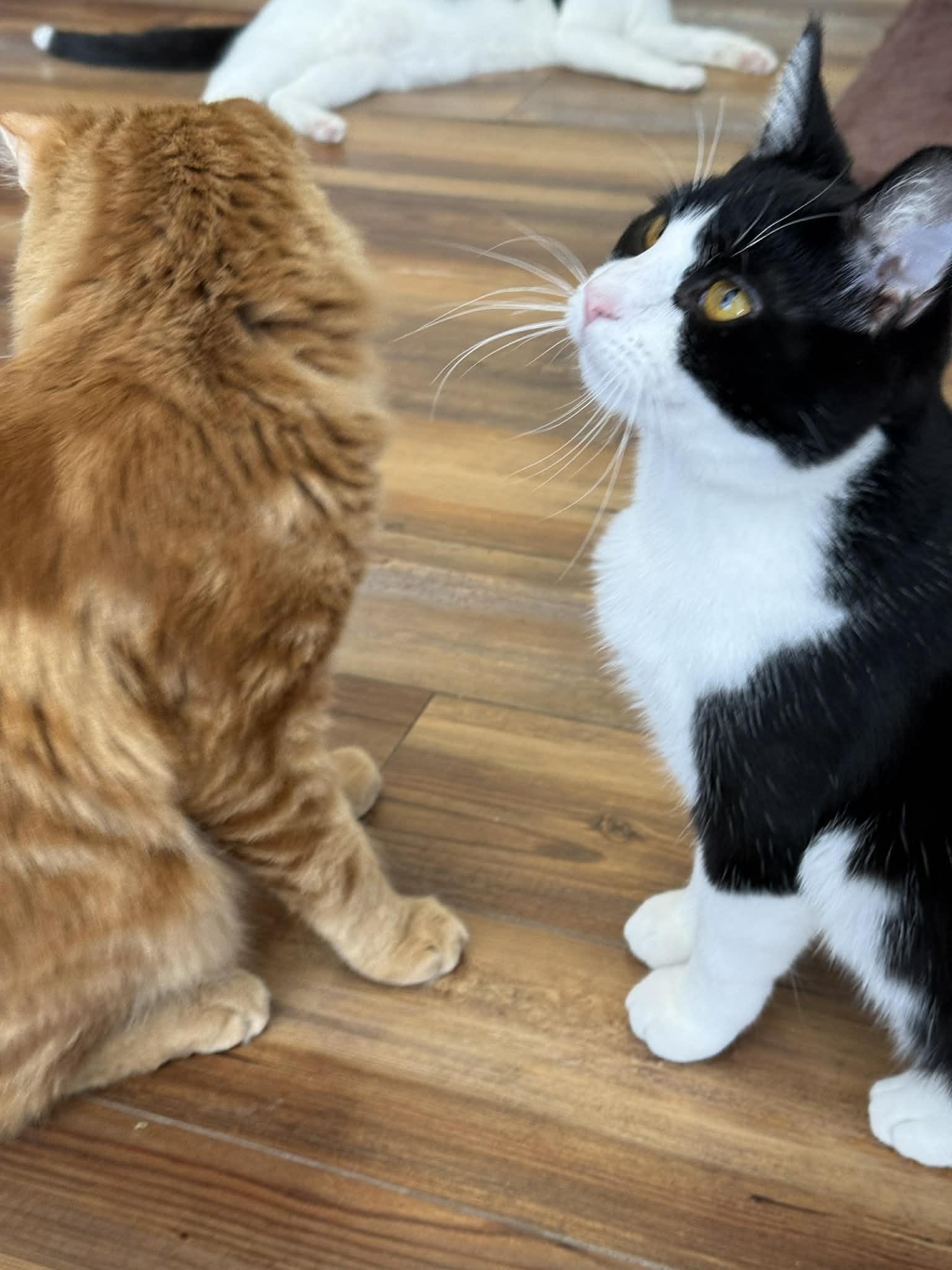 Enlarge Conrad (cat café) , a ADOPTABLE Domestic Short Hair in West Lafayette, IN image 3/6