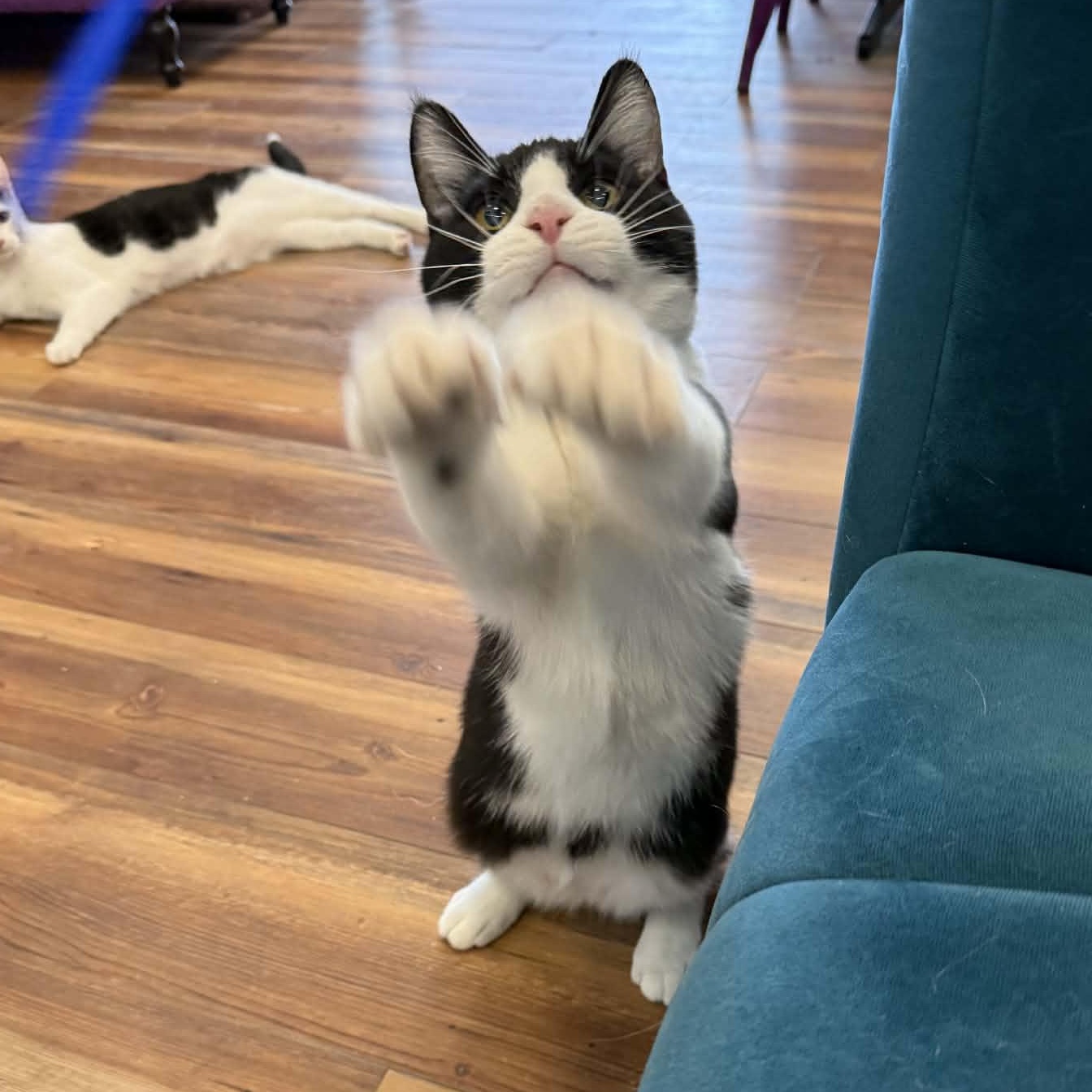 Conrad (cat café) , ADOPTABLE, Kitten Male Domestic Short Hair.